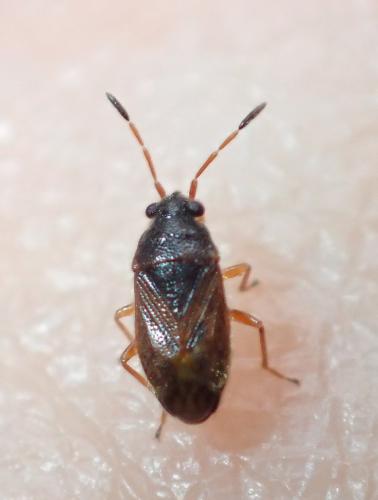 Réf. 325 185 : Stygnocoris sabulosus
